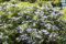 Hydrangea macrophylla 'Bodensee' 40–60 cm – Winterhart, Mehrjährig, Pflegeleicht – Bauernhortensie – Zierstrauch für Beet & Kübel
