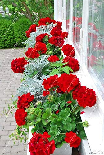 100 Pz/borsa Semi di Geranio Rosso Semi di Fiori Bonsai Rari Pianta Perenne Pelargonium Peltatum Semi Camere Interne Per Giardino Domestico