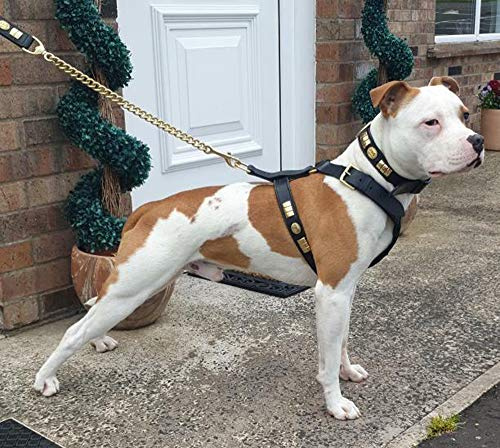 Hundegeschirr mit Halsband und Leine für Staffordshire, Bullterrier, schwarzes Messing, passend für Hunde