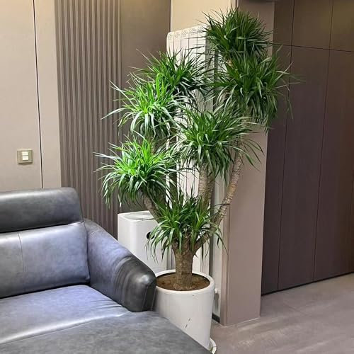 Drachenbaum samen, bonsai baum samen balkon deko zimmerpflanzen wenig lichtbedarf pflanzen für draußen wohnzimmer pflanzen saatgut einfacher Anbau, heckenpflanzen, bäume ausgefallene 15pcs