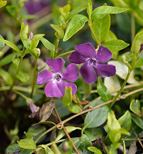 10x Rotes Kleinblättriges Immergrün - Vinca minor - lebende Gartenpflanze aus den Baumschulen
