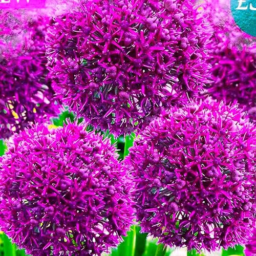 CSL sunrise Zierlauch Allium Ostara 10x Zwiebeln bis 80 cm Höhe, purpurfarbene bis rote Blütenbälle,winterhart und mehrjährig Blumenzwiebeln, bienenfreundlich