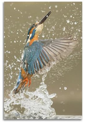 ZXJYMX Tier-Poster, Motiv: Eisvogel, dekoratives Gemälde, Leinwand, Wandposter und Kunstdruck, moderne Familienschlafzimmer-Dekoration, Poster, 30 x 45 cm