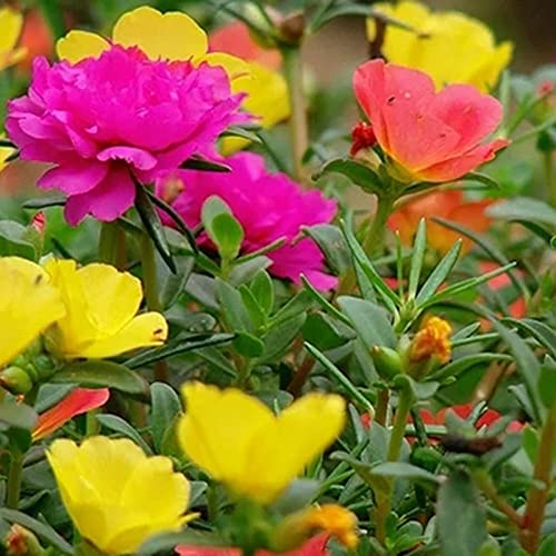 AchidistviQ 100 Stück Moosrose (Portulaca Grandiflora) Samen Mischfarbe Mehrjährige Wildblume Outdoor Bodendecker Pflanzensamen Bonsai Pflanze Samen