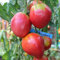 Ochsenherz Coeur de Boeuf Tomatensamen für ca. 10 Pflanzen - beliebte Fleischtomate