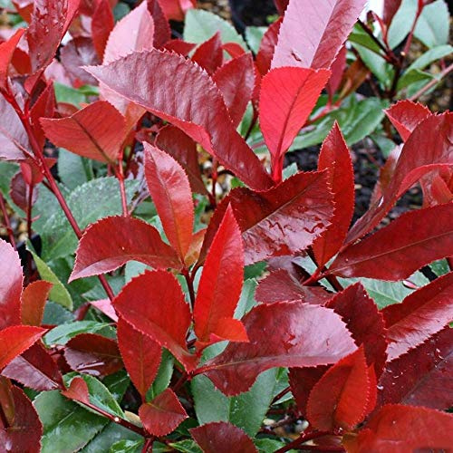 Nuevo Fresco 50 Uds Photinia roja Robin Semi di Piante