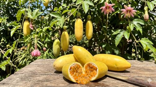 Bananen Passionsfrucht -passiflora mollissima- 10 Samen