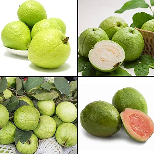 Haloppe 50 Unids Semillas de Frutas de Guayaba para la Plantación de Jardín en Casa, Semillas de Guayaba Psidium Guajava Tropical Fruit Plant Home Garden Tree Bonsai