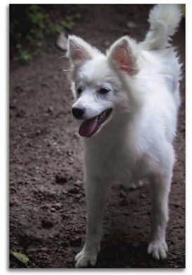 Tierposter mit amerikanischem Eskimo-Hund, dekoratives Gemälde, Leinwand, Wandposter und Kunstdruck, moderne Familienschlafzimmer-Dekoration, Poster, 50 x 75 cm