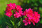 Semi di fiori di oleandro 100 pezzi rossi