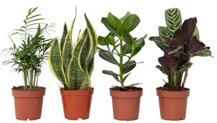 Plant in a Box - Set de 4 plantas de interior 'Easy Care' - Muy poco mantenimiento - Maceta 12cm - Altura 25-40cm - Sansevieria, Chamaedorea, Ctenanthe, Clusia