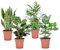 Plant in a Box - Set de 4 plantas de interior 'Easy Care' - Muy poco mantenimiento - Maceta 12cm - Altura 25-40cm - Sansevieria, Chamaedorea, Ctenanthe, Clusia