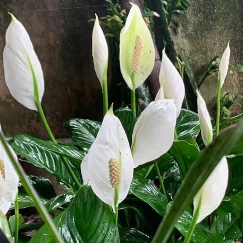 300 pcs anthurium samen - plants topfpflanzen draußen winterhart,Anthurium andraeanum,anthurium clarinervium,Flamingoblume deko büro zimmerpflanzen wenig lichtbedarf sommerblumen