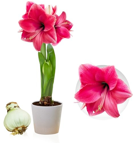 Amaryllis Zwiebel Pink Passion - 1 Blumenzwiebel in Großformat 26/30 - Exklusive Blumenzwiebeln Amarillis - Echte Pflanzen aus Holland - Hippeastrum Zwiebeln (keine Samen, Wachs und nicht künstlich)