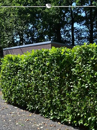 Kirschlorbeer Prunus Novita 140-160 cm IM TOPF. 10 St. Kirschlorbeer Hecke
