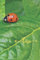 Love Ladybug Notebook