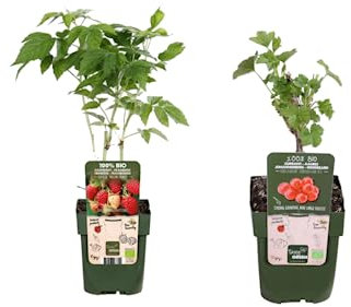 Frambueso y Grosellero Natural Plantas del Bosque Resistentes y Fáciles de Cuidar