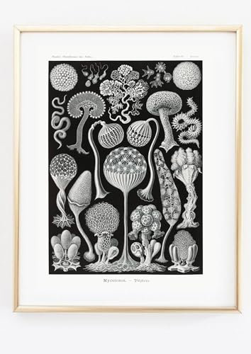 Din A4 Kunstdruck ohne Rahmen - Pilztiere Pilze Pilz - Haeckel - Kunstformen der Natur - Retro Vintage - Druck Poster Bild