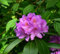 Rhododendron Blumensamen 100Stk lila