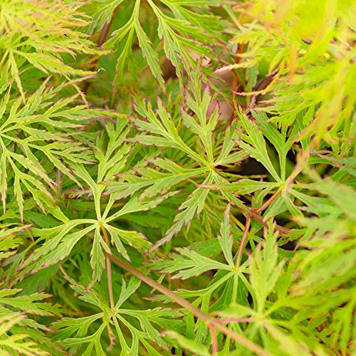 Acer palmatum dissectum 'Emerald Lace' | Japanese Maple Deciduous Potted Trees for Small Gardens | Premium Bushy Plant Shrub Tree in Pot (20-40cm (Incl. Pot))