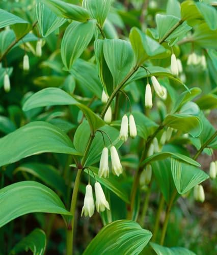 Polygonatum humile 9x9 cm Topf – Winterhart & Mehrjährig & Pflegeleicht – Zwerg-Salomonssiegel – Staude für Schattenbeet & Unterpflanzung