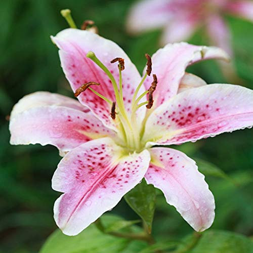 Bulbes de Lys Oriental Vivaces - Plantes en Pot ou Jardin Description Fleurs (12, rose)