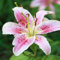 Bulbes de Lys Oriental Vivaces - Plantes en Pot ou Jardin Description Fleurs (12, rose)