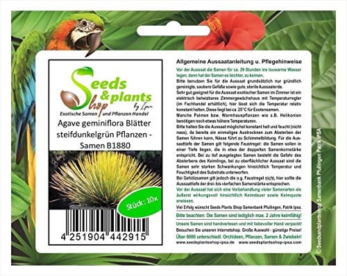 Pezzi - 10x Agave Geminiflora Foglie Steifdunkelgrün Piante - Seme B1880 - Seeds & Plants Shop by Ipsa