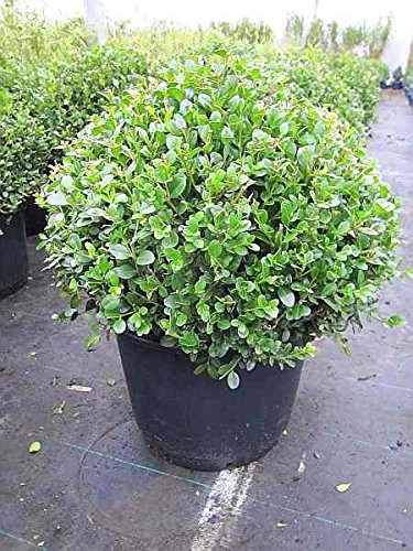Buxus microphylla Faulkner Kugel - Buchsbaum Faulkner Kugel Größe 40-50cm