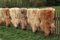 Merino Lammfell Coburger Fuchsschaf 100-110 cm Naturfell Schaffell Echtfell Läufer Dekoration Sitzunterlage Couchauflage Hellbraun