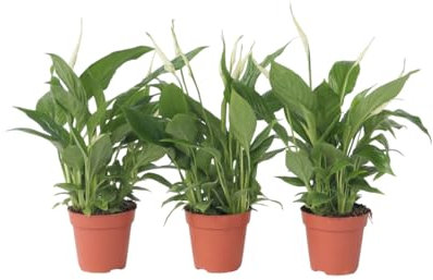 Plant in a Box - Spathiphyllum 'Torelli' - Pianta cucchiaio - Spatifillo - Set di 3 - Vaso 12cm - Altezza 30-45cm