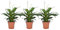 Plant in a Box - Spathiphyllum 'Torelli' - Friedenslilie - Zimmerpflanzen - Einblatt - 3er Set - Topf 12cm - Höhe 30-45cm