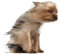 Autoaufkleber Yorkshire Terrier Aufkleber 15cm(5.9 Inch) Braun Yorkshire Terrier Reflektierende Aufkleber 3D Haustier Hund Lustig Autoaufkleber Gelb Yorkshire Terrier Car Sticker Lustig Dekor