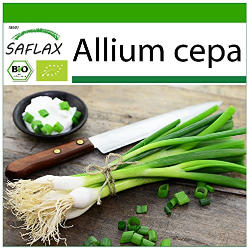 SAFLAX - Ecológico - Cebolla de primavera - Cebolla de Lisboa blanca - 150 semillas - Con sustrato estéril para cultivo - Allium cepa