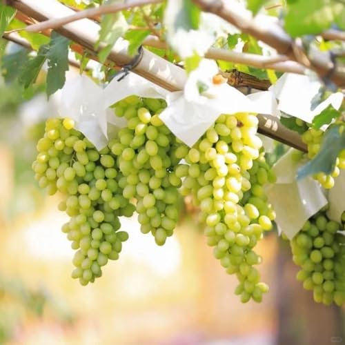 weintrauben pflanzen samen für balkon, garten hochbeet balkon pflanzen trauben pflanzen winterharte pflanzen nachhaltige geschenke blumensamen hochbeet säulenobst winterhart samen 50pcs