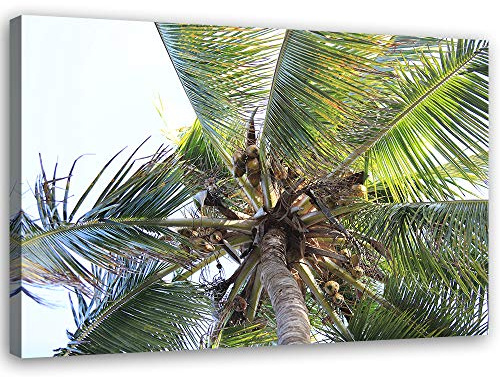 Feeby Leinwandbild Palme Bild Kunstdruck Kokosnüsse Grün 60x40 cm