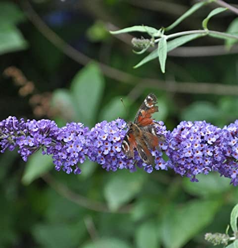 Schmetterlingsflieder Summer Bird Blue 30-40cm - Buddleja - Gartenpflanze