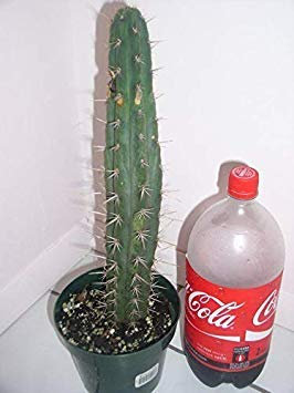 Potseed Germinazione I Semi: Semi Cactus Hybrid 100 Trichocereus Cuzcoensis x SS02 - San Pedro