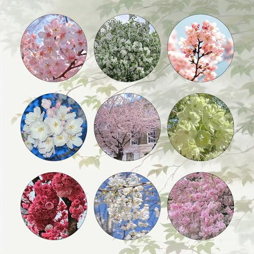 200 Pcs Kirschblütenbaum Samen, Zierkirsche Baum, Geschenke Für Gartenfreunde, Gartenblumen Kirschblüten Baum Samen, Immergrüne Pflanzen Winterhart, Bienenweide Saatgut Mehrjährig