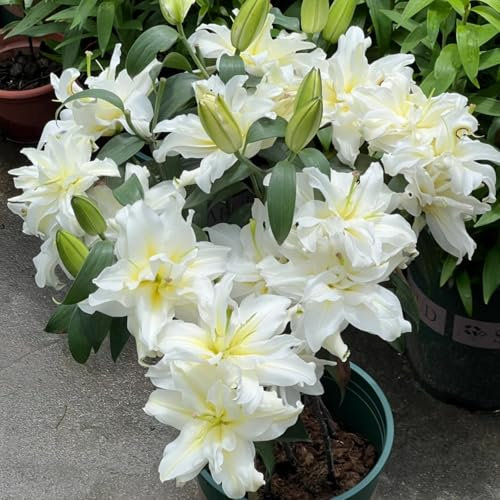 Bulbi di giglio perenni,Lilium bulbi giganti,Pianta di giglio,Crescita rapida,Facile da piantare e mantenere,Crea un giardino facilmente-2 bulbi-J