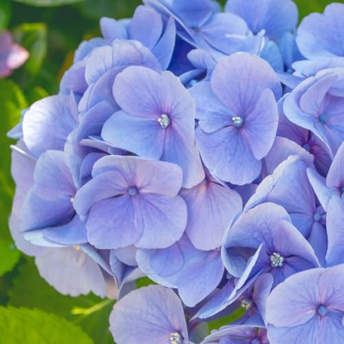 Hydrangea macrophylla 'Blue Danube' – Large Blue or Pink Blooms, Easy-Care Shrub for Borders or Patio Pots, Seasonal Autumn Colour, Hardy Garden Plant – 10 Litre Pot x 2 by Thompson and Morgan
