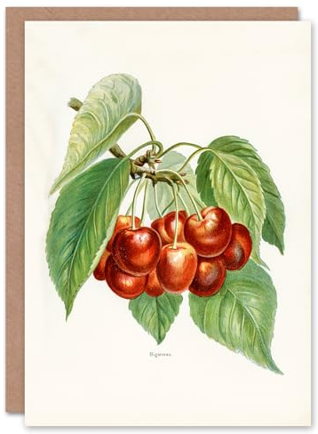 Artery8 John Wright Art Card Vintage Illustration of Bigarreau Cherries
