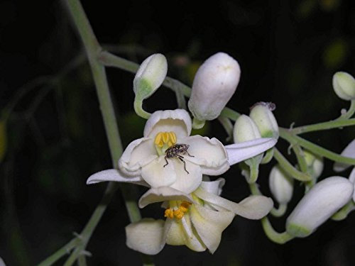 Moringa oleifera | Kren Drumstick Baum | 10_Seeds UNS