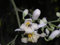 Moringa oleifera | Kren Drumstick Baum | 10_Seeds UNS