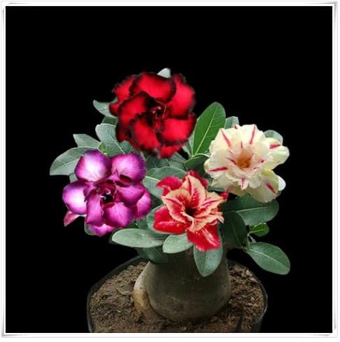 WüStenrose Pflanze Winterharte MehrjäHrig, Winterhartes pflanzen,WüStenrosen zwiebeln, Exquisite Blumen,Desert Rose Zwiebel-1 zwiebeln-D