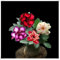 WüStenrose Pflanze Winterharte MehrjäHrig, Winterhartes pflanzen,WüStenrosen zwiebeln, Exquisite Blumen,Desert Rose Zwiebel-1 zwiebeln-D