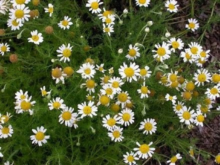 500 Semi di Camomilla romana SF084 (Chamaemelum Nobile)