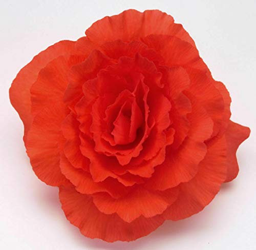 Begonia F1 Nonstop Deep Salmon, Approx. 10 Seeds (pellets) (B)