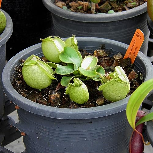 50 pcs kannenpflanze samen - seed dachbegrünung winterharte stauden,Nepenthes mirabilis,Sukkulenten sukkulente succulent plants,fleischfressende pflanzen dekopflanzen wilder wein