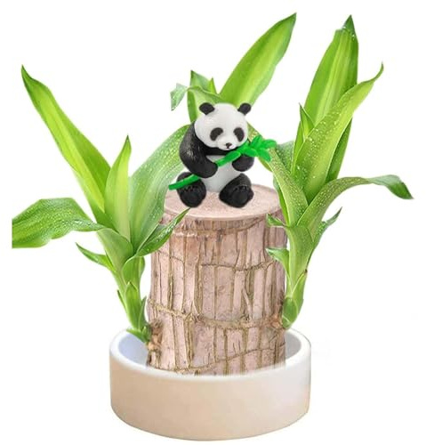 Brasilien-Glücksholz mit Topf und Figur, brasilianische Glücksholzpflanze, Hydrokultur-Topfpflanzenstumpf, sprießende Glücksholzpflanze für Desktop-Dekoration, Panda-Ornamenten (Panda)